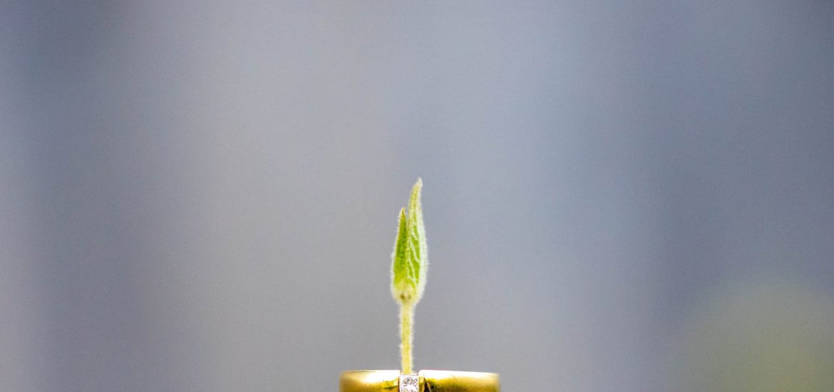 Wedding Rings Balanced on a Plant