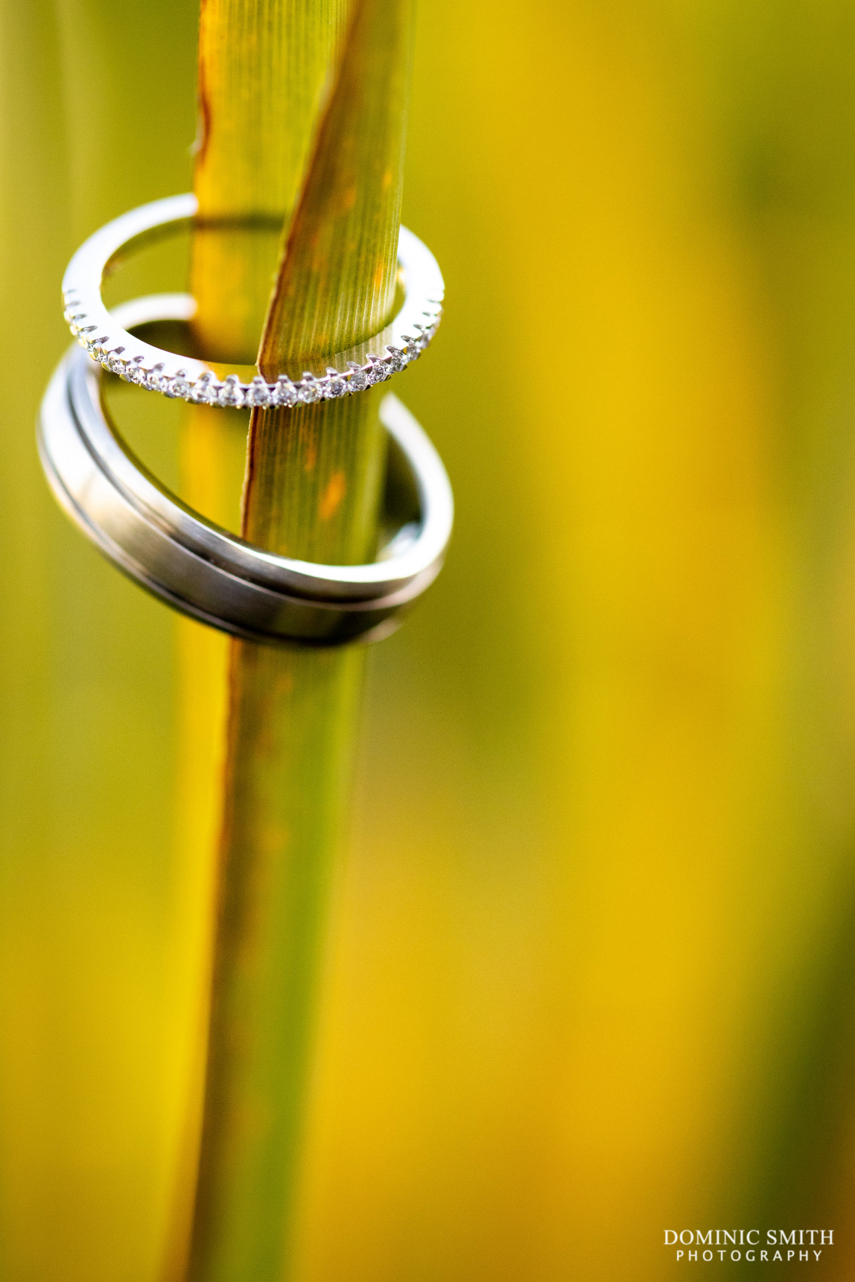 Wedding Rings on Plant