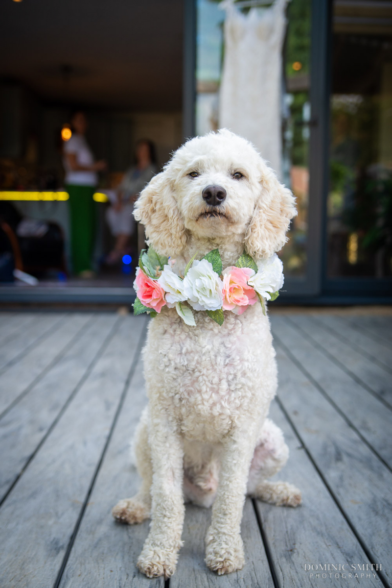 Dog Wedding Guest