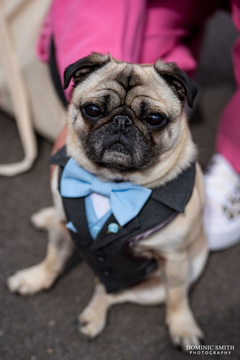 Dog in a Wedding Tux