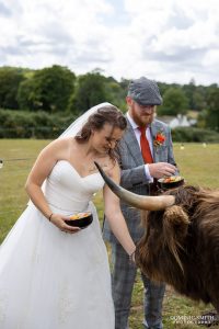 Feeding the highland cows at Southlands Barn