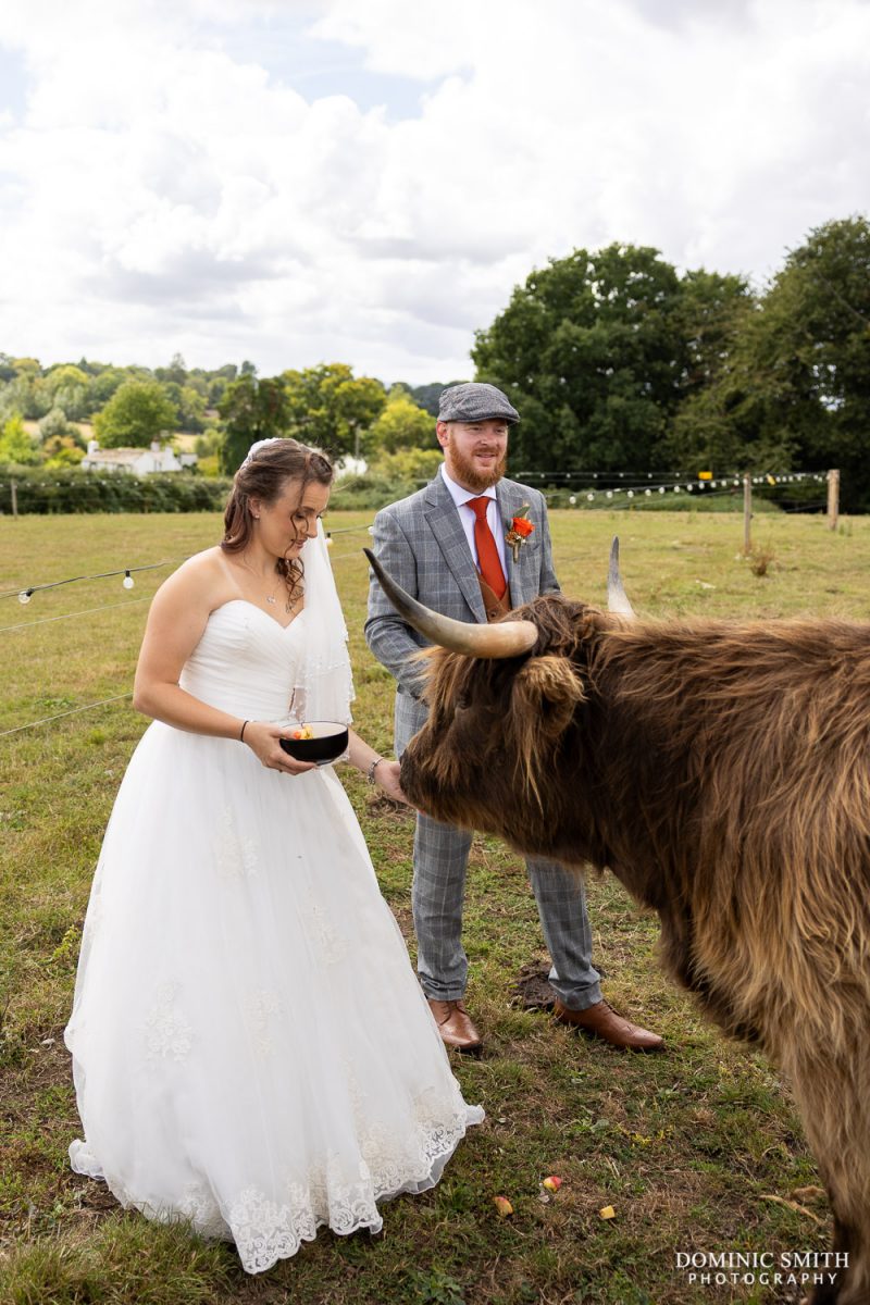 Bride and Groom with the Highland Cows at Southlands Barn