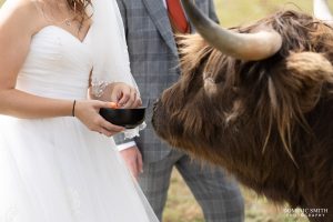 Bride feeding cows