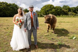 Bride and Groom with a Highland Cow in the background of Southlands Barns