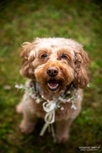 Poppy! Wedding dog photography